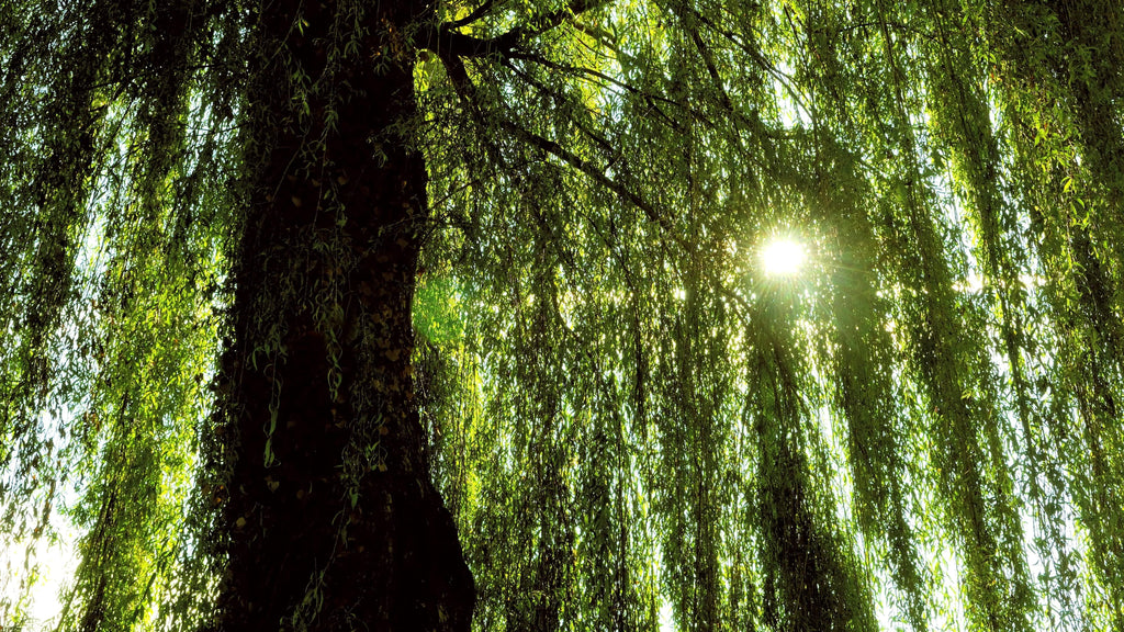 Chandelier AZORES | CHANDELIER INSIDHERLAND